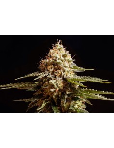 KANNABIA SEED - La Blanca - 1