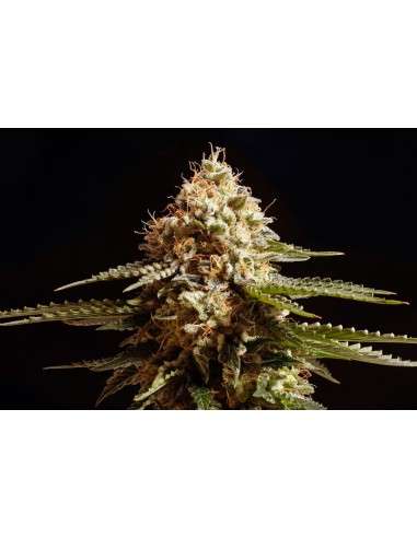 KANNABIA SEED - La Blanca - 1