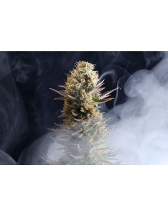 KANNABIA SEED - Kaboom (La Reina de Africa) - 1