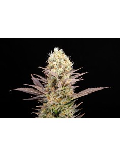 KANNABIA SEED - Kaboom (La Reina de Africa) - 1 2