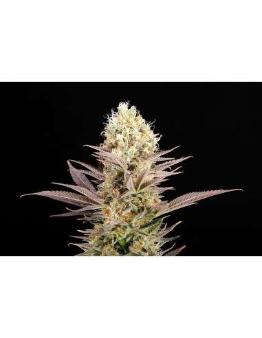 KANNABIA SEED - Kaboom (La Reina de Africa) - 2