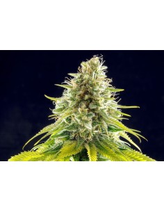 KANNABIA SEED - Mataro Blue - 1