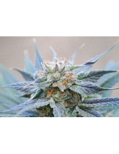 KANNABIA SEED - Skunk + (Power Skunk) - 1