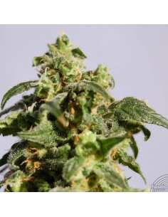 KANNABIA SEED - Skunk + (Power Skunk) - 1 2