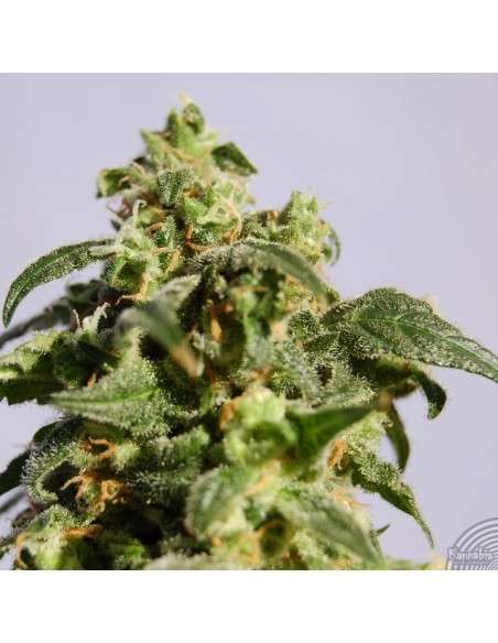 KANNABIA SEED - Skunk + (Power Skunk) - 2