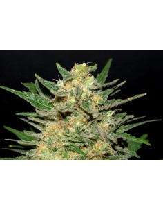 KANNABIA SEED - Thai Fantasy - 1