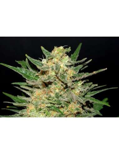KANNABIA SEED - Thai Fantasy - 1