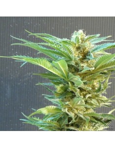 KANNABIA SEED - Thai Fantasy - 1 2