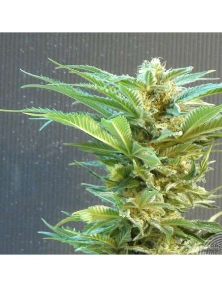 KANNABIA SEED - Thai Fantasy - 2