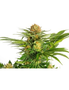 KANNABIA SEED - White Domina - 1