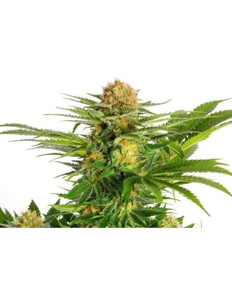 KANNABIA SEED - White Domina - 1