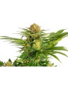 KANNABIA SEED - White Domina - 1