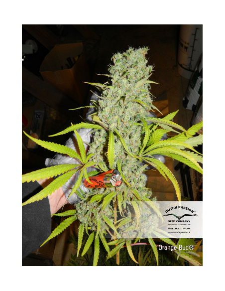 DUTCH PASSION - Orange Bud - 8