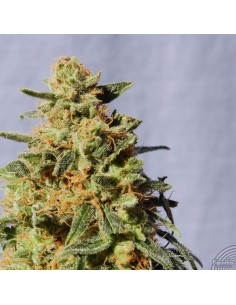 KANNABIA SEED - White Domina - 1 2