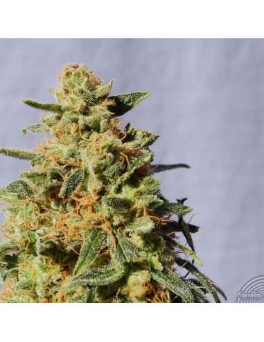 KANNABIA SEED - White Domina - 2