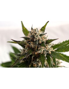 KANNABIA SEED - Kickass Auto (B. Lee Auto) - 1