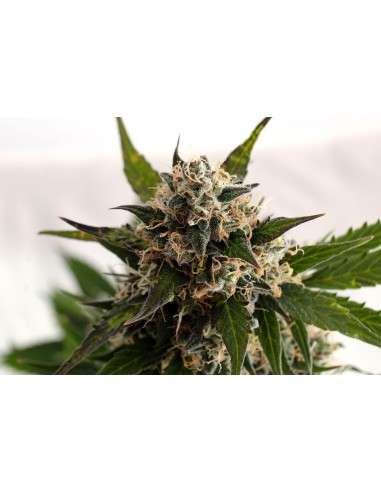 KANNABIA SEED - Kickass Auto (B. Lee Auto) - 1