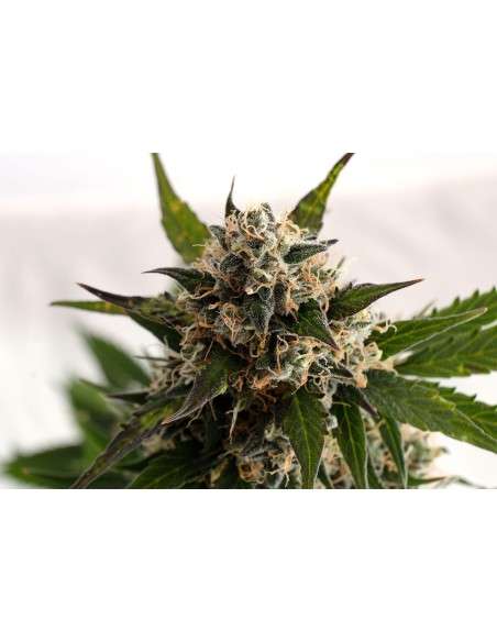 KANNABIA SEED - Kickass Auto (B. Lee Auto) - 1