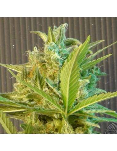 KANNABIA SEED - Big Band Auto - 1