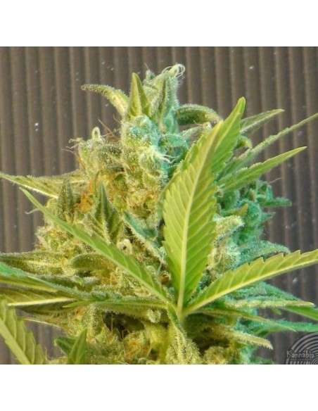KANNABIA SEED - Big Band Auto - 1