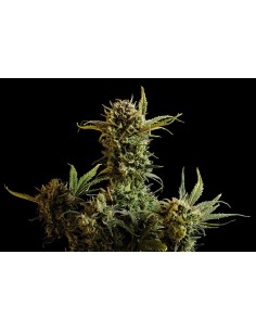 KANNABIA SEED - Gnomo Auto - 1