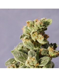 KANNABIA SEED - Gnomo Auto - 1 2