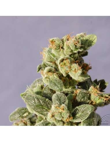KANNABIA SEED - Gnomo Auto - 2