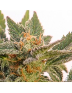 KANNABIA SEED - Kritic Auto (Kritic70) - 1