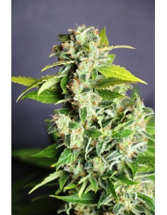 KANNABIA SEED - Mikromachine Auto - 1