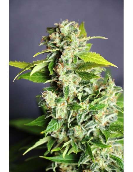 KANNABIA SEED - Mikromachine Auto - 1
