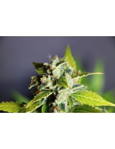 KANNABIA SEED - Mikromachine Auto - 1 2