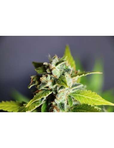 KANNABIA SEED - Mikromachine Auto - 2