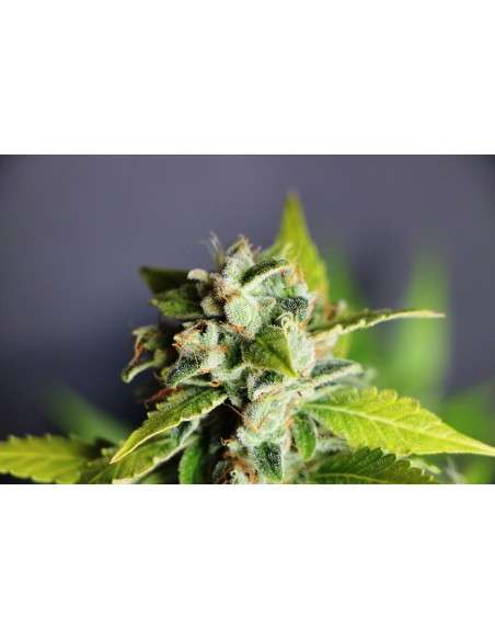KANNABIA SEED - Mikromachine Auto - 2
