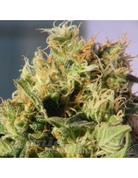 KANNABIA SEED - Mikromachine Auto - 3