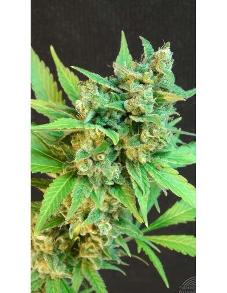 KANNABIA SEED - Thai Fantasy Auto - 1
