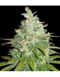 WORLD OF SEEDS - Afghan Kush X Black Domina - 1