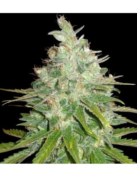 WORLD OF SEEDS - Afghan Kush X Black Domina - 1