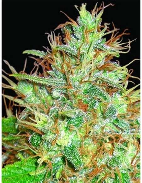 WORLD OF SEEDS - Afghan Kush x Skunk - 1