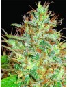 WORLD OF SEEDS - Afghan Kush x Skunk - 1