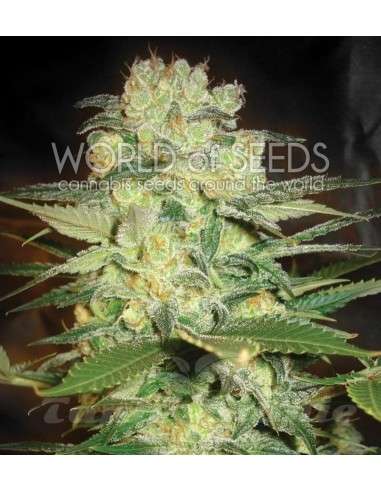WORLD OF SEEDS - Afghan Kush X White Widow - 1