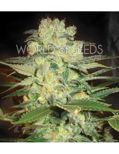WORLD OF SEEDS - Afghan Kush X White Widow - 1