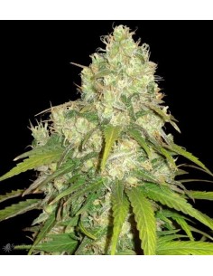 WORLD OF SEEDS - Afghan Kush x Yumbolt - 1