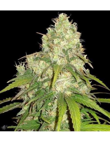 WORLD OF SEEDS - Afghan Kush x Yumbolt - 1
