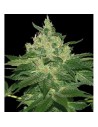 WORLD OF SEEDS - Afghan Kush Early Harvest - 1