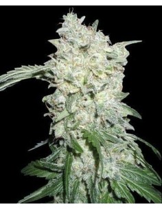 WORLD OF SEEDS - Afghan Kush Special - 1