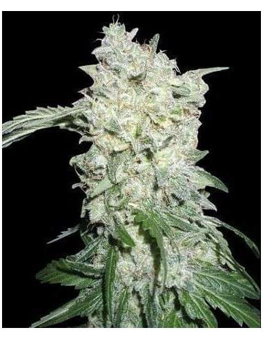 WORLD OF SEEDS - Afghan Kush Special - 1