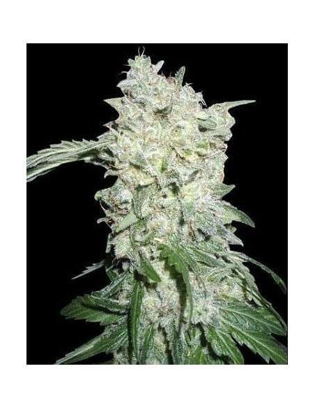WORLD OF SEEDS - Afghan Kush Special - 1
