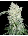 WORLD OF SEEDS - Afghan Kush Special - 1