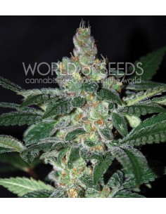 WORLD OF SEEDS - Amnesia - 1