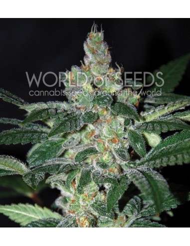 WORLD OF SEEDS - Amnesia - 1